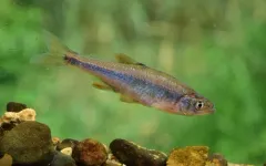 Redfin Shiner thumbnail 2