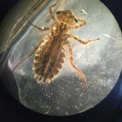 Spangled Skimmer thumbnail 3