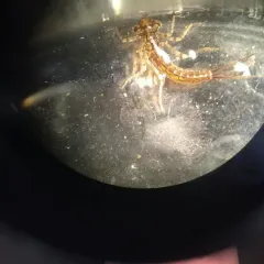 Eastern Forktail thumbnail 2