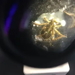 Eastern Pondhawk thumbnail 3