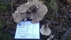 Hydnellum illudens thumbnail 2