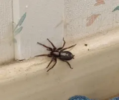Western Parson Spider thumbnail 3