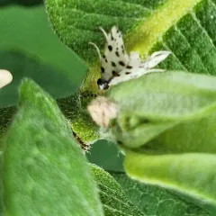 Spotted Peppergrass Moth thumbnail 3