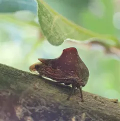 Telamona monticola thumbnail 3