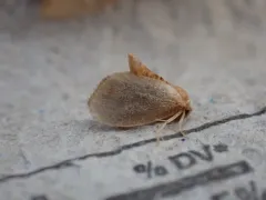 Red-eyed Button Slug Moth thumbnail 2