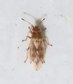 Cymus discors thumbnail 3