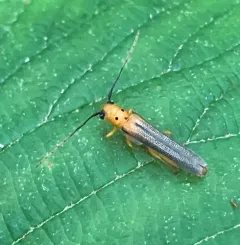 Dogwood Twig Borer thumbnail 1