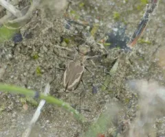 Variable Tiger Beetle thumbnail 1