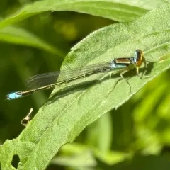 Rainbow Bluet thumbnail 2