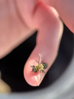 Kincaid's Cellophane Bee thumbnail 2