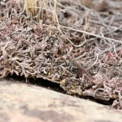 Stenopogon inquinatus thumbnail 4