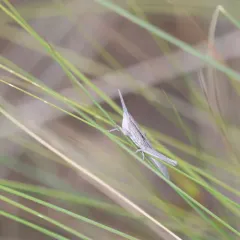 Bunch Grass Locust thumbnail 3