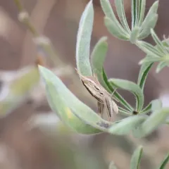 Striped Slant-faced Grasshopper thumbnail 2