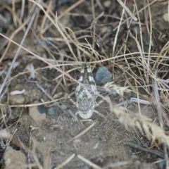 Say's Grasshopper thumbnail 3