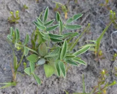 Low Milkvetch thumbnail 3