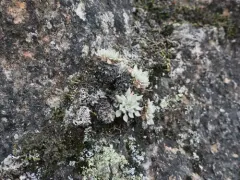 Acker Rock Wild Buckwheat thumbnail 3