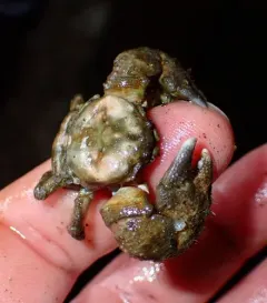 Thickclaw Porcelain Crab thumbnail 3