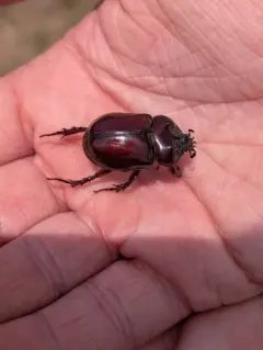 Smooth Ox Beetle thumbnail 4