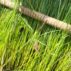 Lyngbye's sedge thumbnail 4