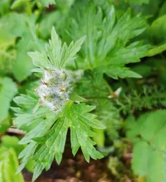 woolly cranesbill thumbnail 4