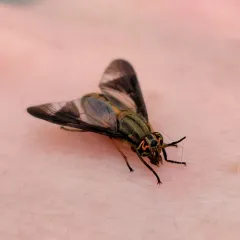 Macquart's Deer Fly thumbnail 4