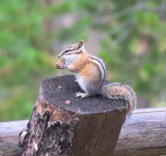 Red-tailed Chipmunk thumbnail 2