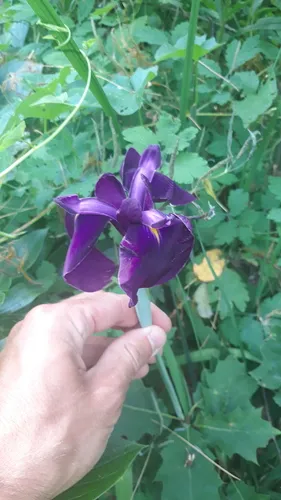 Japanese iris