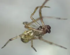 Theridion varians thumbnail 4