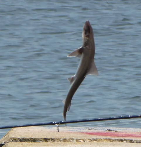 Dusky Smooth-hound