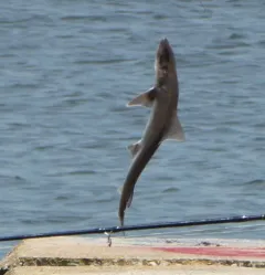 Dusky Smooth-hound thumbnail 1