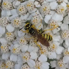 Philanthus crabroniformis thumbnail 2