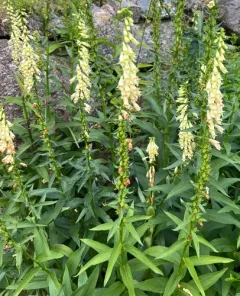 Straw Foxglove thumbnail 3