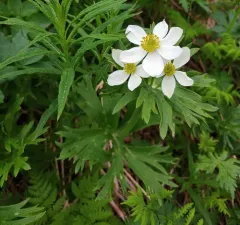 One-flowered anemone thumbnail 3