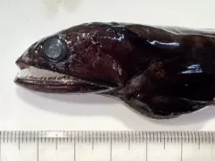 Chiasmodon harteli thumbnail 4