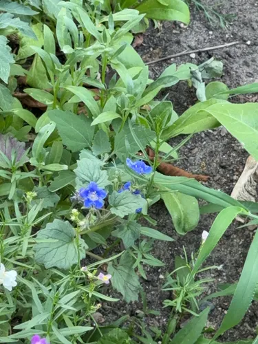 Sticky Phacelia