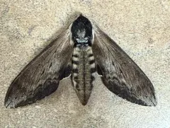 Clemens' Sphinx thumbnail 4