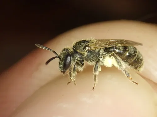 Lineated Metallic Sweat Bee