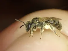 Lineated Metallic Sweat Bee thumbnail 1