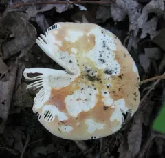Fishbiscuit Russula thumbnail 4