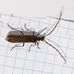 Angled False Blister Beetle thumbnail 4