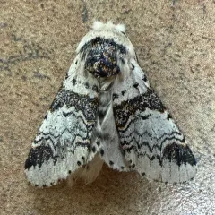 Zigzag Furcula Moth thumbnail 4