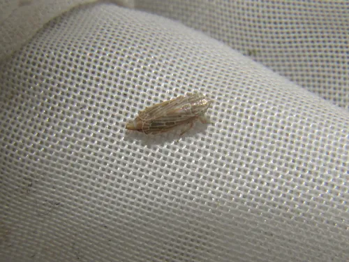 Diplocolenus configuratus