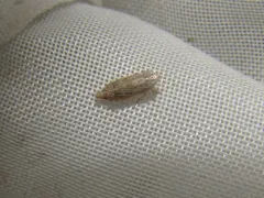Diplocolenus configuratus thumbnail 1