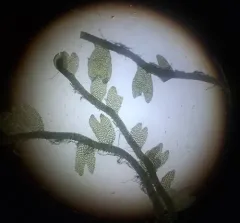 Bog Notchwort thumbnail 1