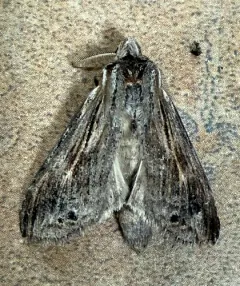 Black-spotted Prominent thumbnail 4