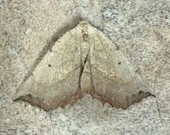 Obtuse Euchlaena Moth thumbnail 3
