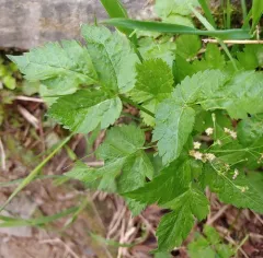 Purple Sweet-cicely thumbnail 3