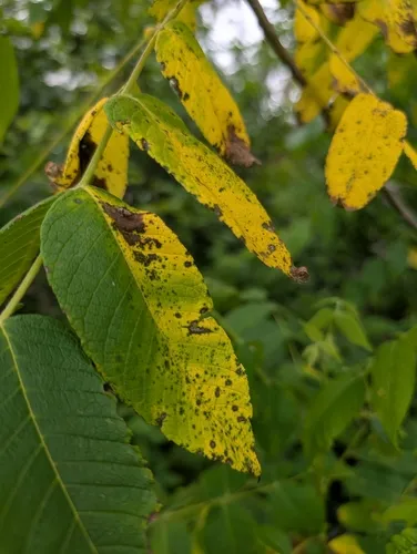 Walnut Anthracnose