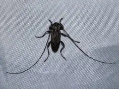Eutrichillus biguttatus thumbnail 4