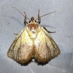 Monema flavescens thumbnail 2